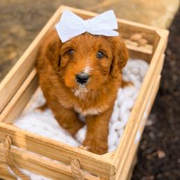 Vienna - female Australian Mountain Doodle puppy in Pittsburgh, Pennsylvania from WestPenn Doodles LLC