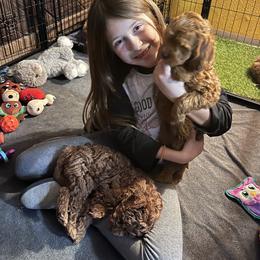 Goldendoodle Puppies from Schaefer Acres Doodles and Shepherds