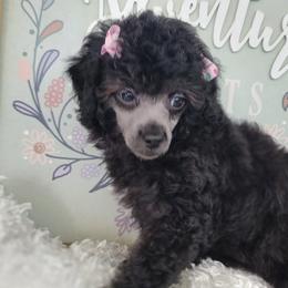 Aussiedoodles, Goldendoodles, and Poodles from Wiggle Bottom Kennels