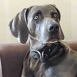 Bo - Weimaraner