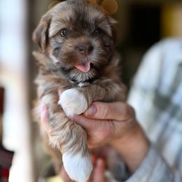 Lovey - Red sable female Havanese puppy in Ringgold, Georgia from Havana Suites Havanese
