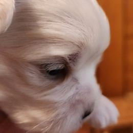 Maltese Puppies from Arizona Maltese Gems