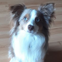 Aussiedoodles and Toy Australian Shepherds from Brittany's Brats