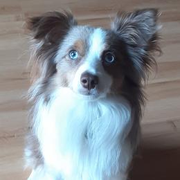 Aussiedoodles and Toy Australian Shepherds from Brittany's Brats