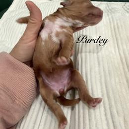 Purdey - Red female Cavapoo puppy in Central, Arizona from Desert Valley Doodles