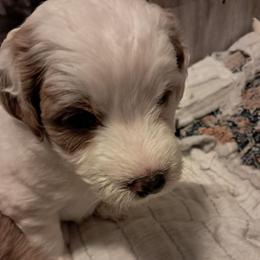 Millie - female Assorted Doodle Crosses puppy in Northumberland, Pennsylvania from Light and Life Doodles