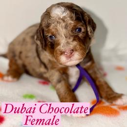 Dubai Chocolate - Merle female Australian Labradoodle puppy in Beecher, Illinois from Erica’s Doodles