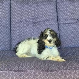 F1B Meet Nash :) - Black and white male Cavapoo puppy in Centerville, Iowa from Barnyard Dachshunds, Dals & Doodles