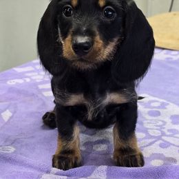 Black and Tan Wire Boy - Black and tan male Dachshund puppy in Cheney, Washington from Nouvelle Standard Dachshunds