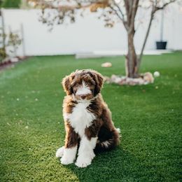 Aussiedoodle Puppies from Nellie’s AussieDoodles