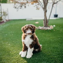 Aussiedoodle Puppies from Nellie’s AussieDoodles