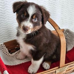 Ruger - Red tri-color male Australian Shepherd puppy in Mountain Grove, Missouri from K Bar H Farms