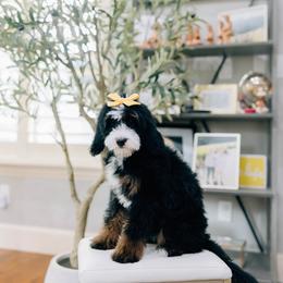 Sunny - Tri-color female Bernedoodle puppy in Murray, Utah from Sun Valley Doodles