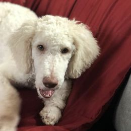 Poodles from Morris Prancing Poodles