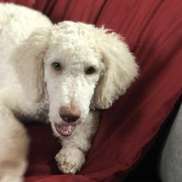 Poodles from Morris Prancing Poodles