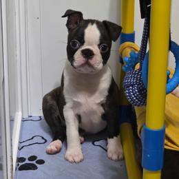 River - Black brindle and white male Boston Terrier puppy in Billings, Missouri from Azaleas Euro Boxers & Boston Terriers