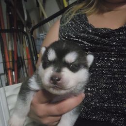 Siberian Husky Puppies from Spirit of the Moon Siberians