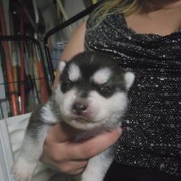 Siberian Husky Puppies from Spirit of the Moon Siberians