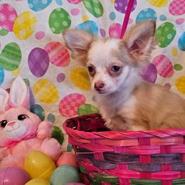 AKC Champion Sired Mabel - Merle female Chihuahua puppy in Newport, Maine from Pinewood Acres Chihuahuas
