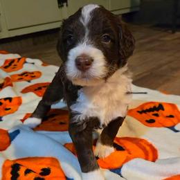 Breeze - Brown and white male Bernedoodle puppy in Mckenzie, Tennessee from Small Town Doodles & Poodles