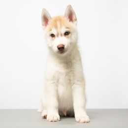 Francis - Red and white male Siberian Husky puppy in Meadow Vista, California from Thistle Hill Siberians