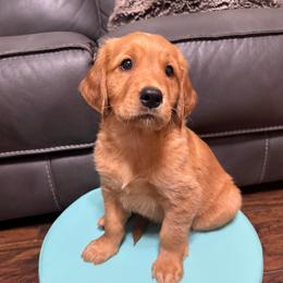 Clyde - Golden male Golden Retriever puppy in Salt Lake City, Utah from Soaring golden retrievers