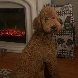 Stella - Goldendoodle