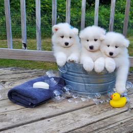 Samoyed Puppies from Limelight Samoyeds