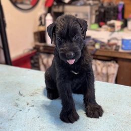 Boy 2 - Black male Giant Schnauzer puppy in Bois D’arc, Missouri from Down Low Kennels formerly LNL’s Giant Schnauzers and T9 Giants