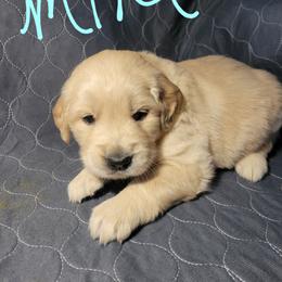 Mint collar - Light golden female Golden Retriever puppy in Brush Prairie, Washington from Paradise Peaks