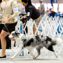 Zaltys - Border Collie