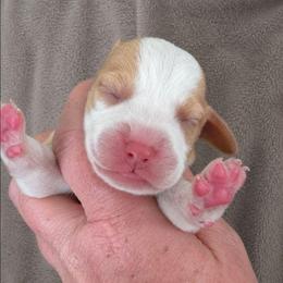 Tin Man - Lemon and white male Beagle puppy in Lake City, Florida from Sunkissed Beagles