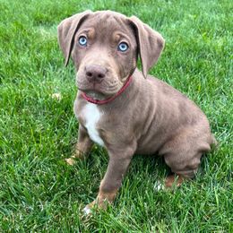 Glue - Chocolate male Catahoula Leopard Dog puppy in Forbes, Minnesota from North Country Catahoulas