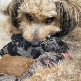 Aussiedoodles, Australian Shepherds, Old English Sheepdogs, and Sheepadoodles from Star Garnet Pups
