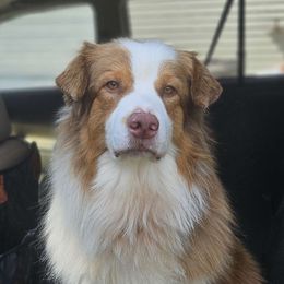 Marvin - Red tri-color Australian Shepherd puppy in Appomattox, Virginia from Danell Australian Shepherd