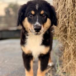 Dark pink - Black tri female Miniature Australian Shepherd puppy in 32046, Florida from River Hill Ranch