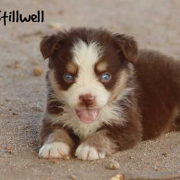 Stillwell - Red tri male Miniature Australian Shepherd puppy in Garden Plain, Kansas from Krazy K Aussies