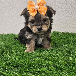 Lucy (319)48O-6152 - Black & tan tri-color male Morkie puppy in Monticello, Iowa from Ashley’s Puppies
