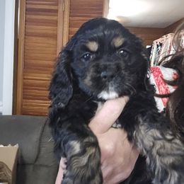 Cocker Spaniel Puppies from VanTrees Cocker Spaniels