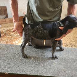 Green Collar - Blue ticked female Bluetick Coonhound puppy in Caneville, Kentucky from Bluegrass Blueticks (BGK)