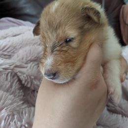 Collie Puppies from Candace Ardizzone's Collies