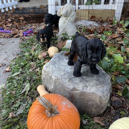 English Cocker Spaniel Puppies from Spring Run English Cocker Spaniels