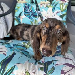 Hero - Chocolate and tan male Dachshund puppy in Omaha, Nebraska from Colorful Dachshunds