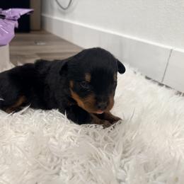 Osco - Black and mahogany male Rottweiler puppy in Parker, Colorado from Denver Rotties
