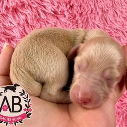 Taylor - Cream female Dachshund puppy in Mesquite, Texas from AB Dachshund