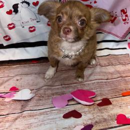 Noah - Chocolate blue male Chihuahua puppy in Palmyra, Indiana from Country Star Chihuahuas
