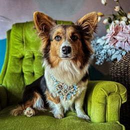 Mochi - Pembroke Welsh Corgi