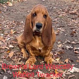 Wascal - Basset Hound