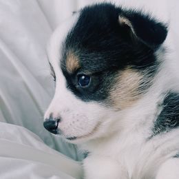 American Corgis and Pembroke Welsh Corgis from San Diego Corgi Haven