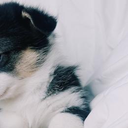 American Corgis and Pembroke Welsh Corgis from San Diego Corgi Haven